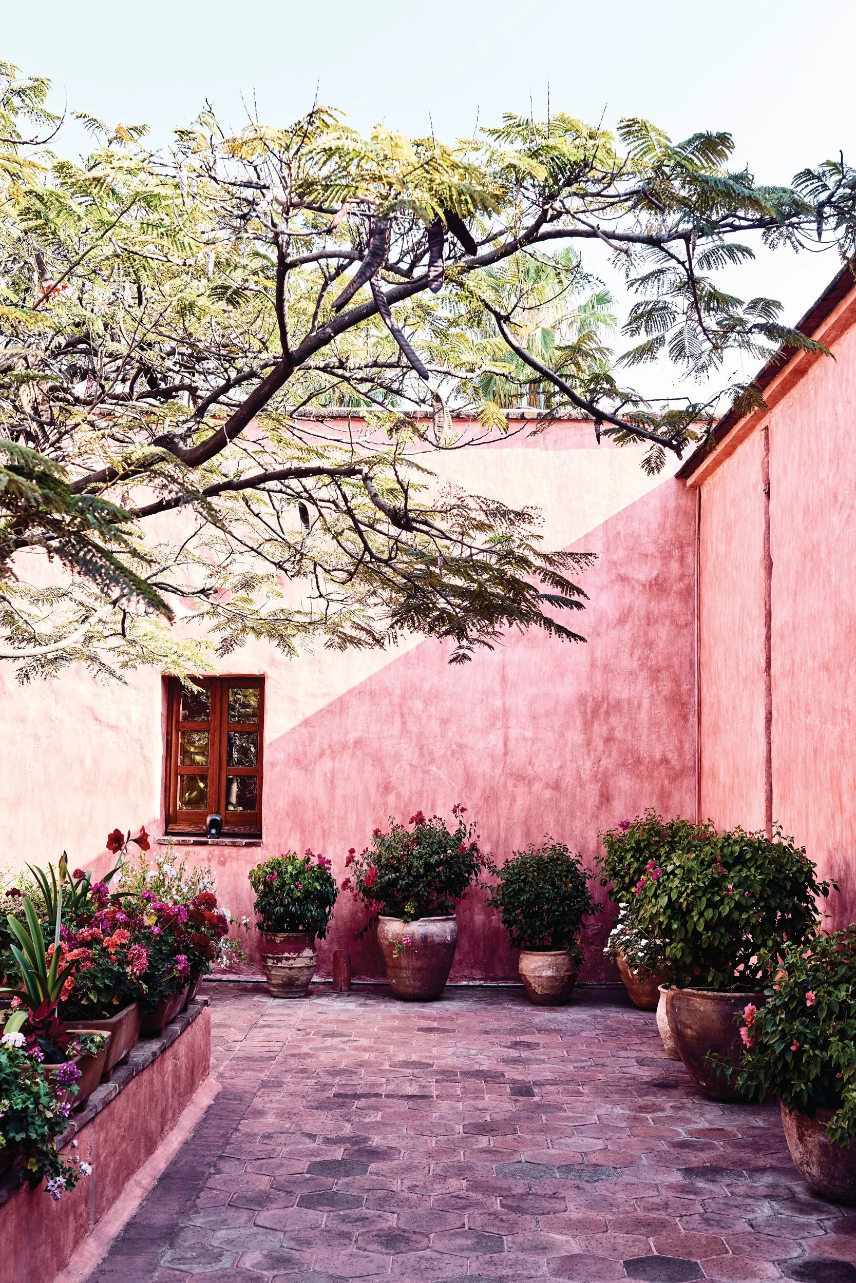 Pink Light