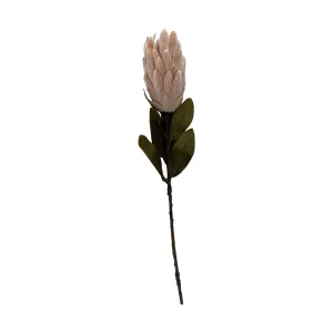 Protea - Light Peach