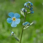 Range of Light - Mountain Forget-Me-Not - .25 fl oz